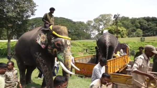 Mysore Dasara 2023: Elephant Gives A Royal Farewell From Mysore Palace Post Successful Procession 