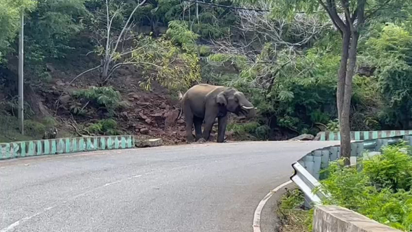 Water shortage in forest: Elephant arrived to road near Hanur