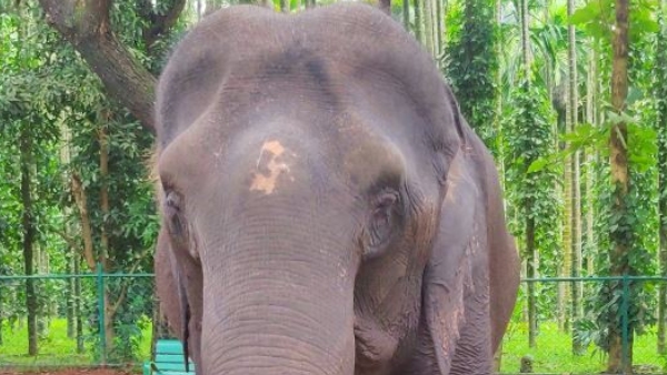 Elephant Netravati Gave Birth To A Baby Girl, That Was Invited To Shivamogga Dussehra Elephant Netravati Gave Birth To A Baby Girl, That Was Invited To Shivamogga Dussehra