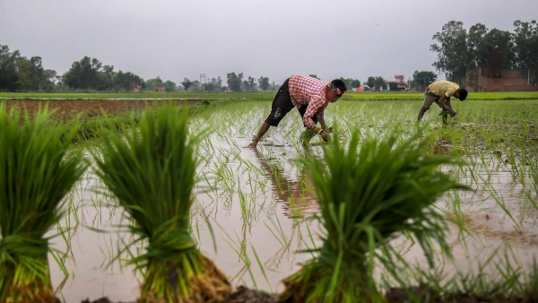 Summer Crops Farmers Requested To Register Name For Crop Insurance
