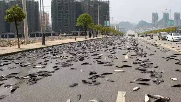 Fish Rain: People crave for fish that fall from the sky to the earth