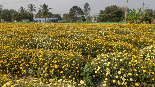 Flower Growers In Expecting Of Dasara Festival Profit