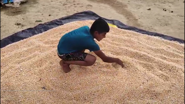 Important Instruction for corn crops Growers in Chikkaballupur district