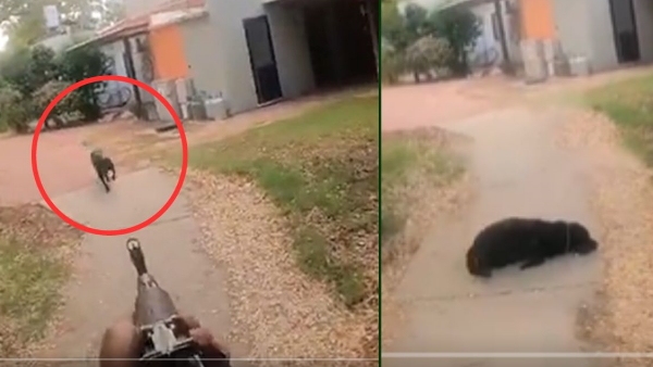 Hamas attacks on Israel: Man Killed Labrador - Horrifying Video Goes Viral