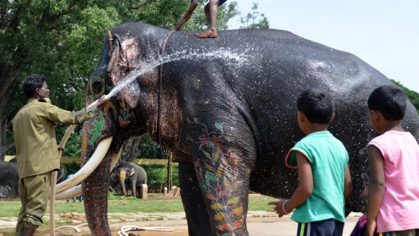 jambusawari-gajapade