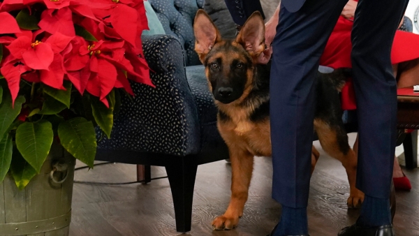 joe-bidens-dog-sent-out-of-the-white-house joe-bidens-dog-sent-out-of-the-white-house