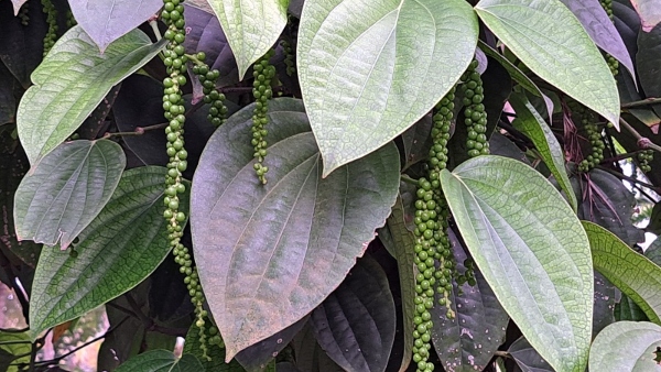 k-r-pete-farmer-subbegowda