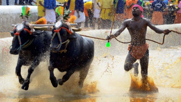Bengaluru to Host First Day and Night Kambala Event on November 25-26