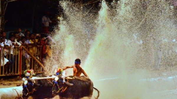 kambala-fest-on-november-25-26th