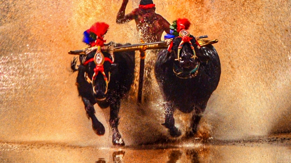 kambala-fest-on-november-25-26th