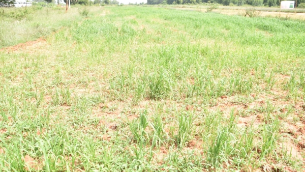 lack-of-rain-at-belagavi