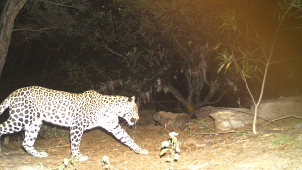leopard-bear-in-tirumala-tirupati