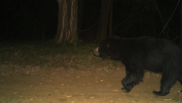 leopard-bear-in-tirumala-tirupati