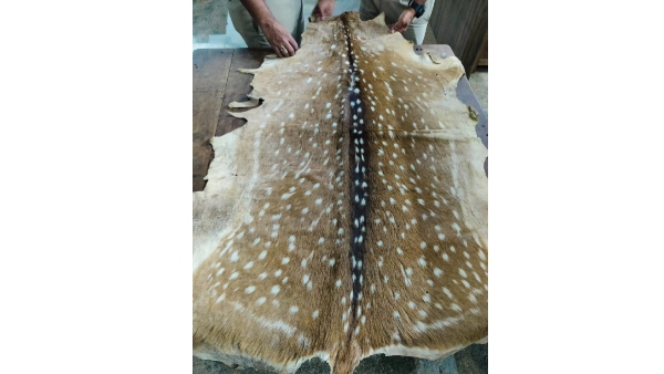Leopard and deer skin found in Dattapeetas Shakhadri house, case registered Leopard and deer skin found in Dattapeetas Shakhadri house, case registered