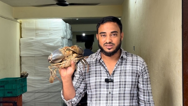 live-crabs-from-mangaluru live-crabs-from-mangaluru