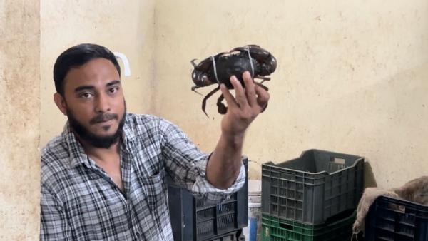live-crabs-from-mangaluru live-crabs-from-mangaluru