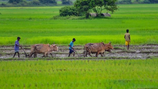 Monsoon News: El Nino Triggers Indias Worst Monsoon Drought, Agriculture Devastated