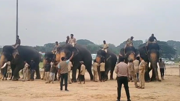 Mysuru Dasara 2023: Kushala Topu Training Begins For Gajapade