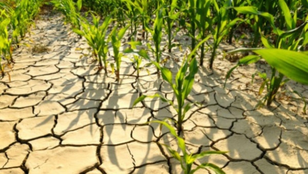 Central Drought Study Team not arrive to Raichur district, farmers outrage