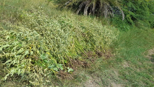 raichur-district-farmers-concerned