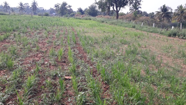 Rain shoratage: Details of crop destroyed in taluk wise in Chikkamagaluru district