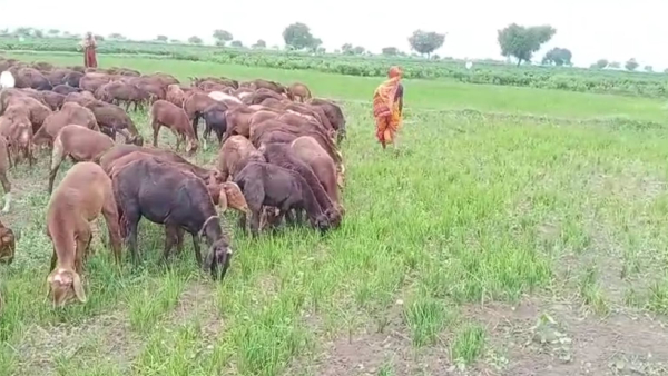 Crop Destruction By Farmers At Raichur