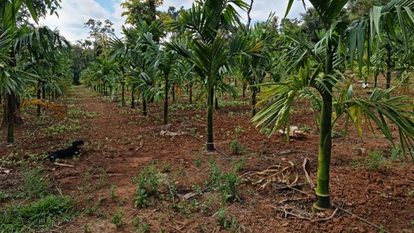 road-to-farmers-land