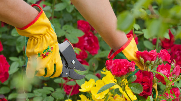 vastu tips for placing rose plant in kannada