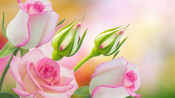 vastu tips for placing rose plant in kannada