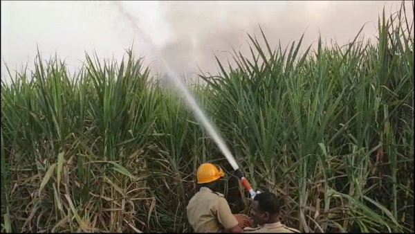 Two hectares sugarcane crop burnt due to electrical short circuit in betageri