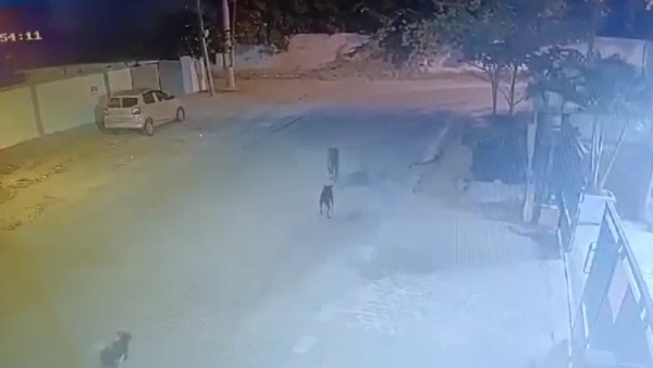 leopard-found-in-bengalru-people-are-worried