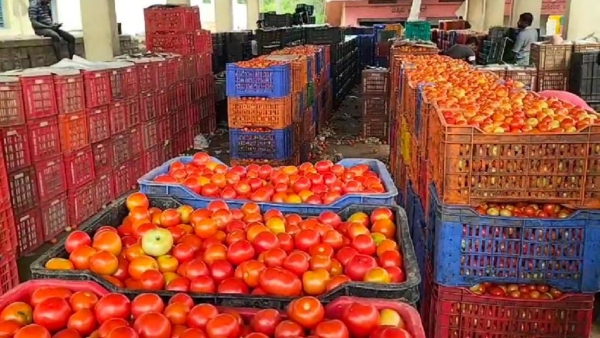 tomato-rate-decreased