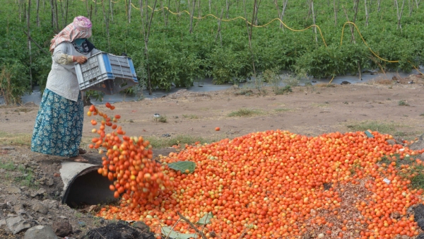 Tomato Price : Karnataka Farmers Discard Tomatoes Along Roadsides Amid Falling Prices