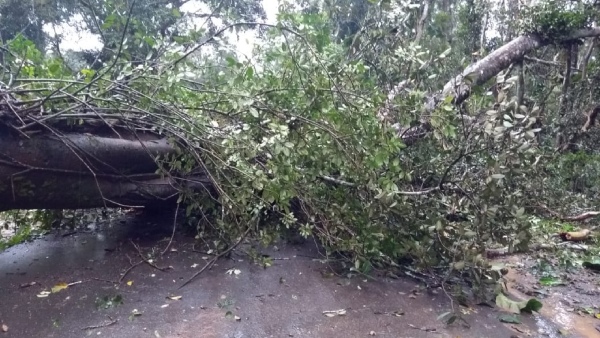 Sub Urban Rail Corridor 4 BBMP Invited Objection For Cut 2 Thousand Trees 