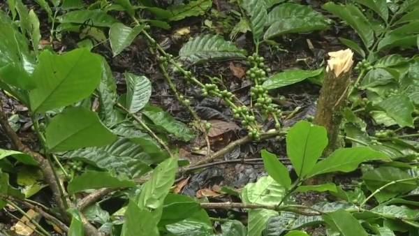 State Government Order To Increase Reserve Forest