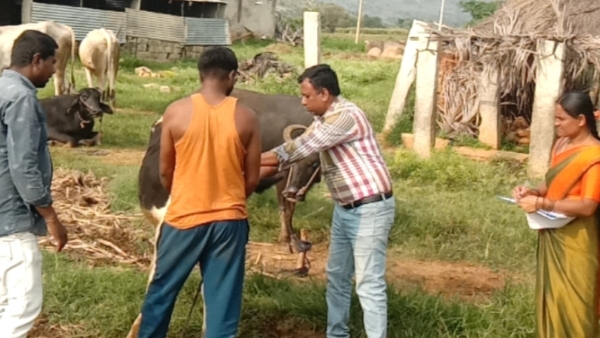 vaccination-campaign-for-foot-mouth-disease