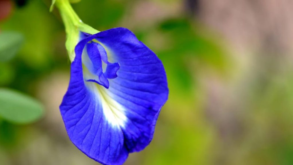 vastu-tips-keeping-sangu-flower