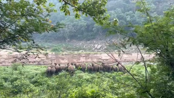 19-elephants-in-cauvery-river-near-hogenakkal-falls 19-elephants-in-cauvery-river-near-hogenakkal-falls