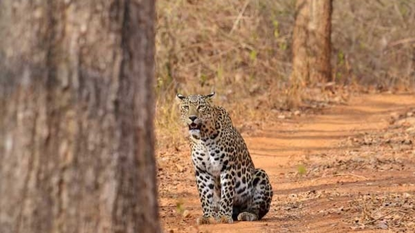 bengaluru-leopard-attack