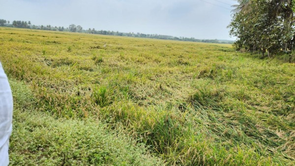 Water flow stop from Bhadra Dam to canals: Davanagere district Farmers are worried