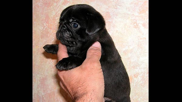 black-dog-know-what-are-the-benefits