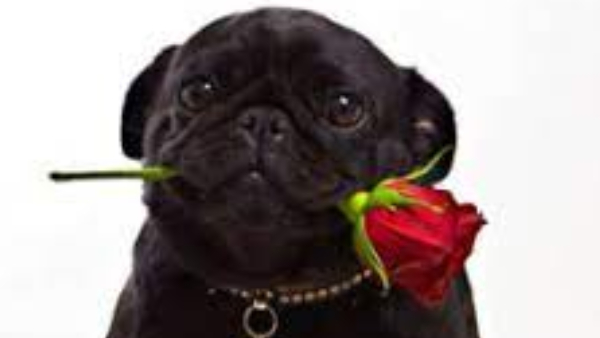 black-dog-know-what-are-the-benefits