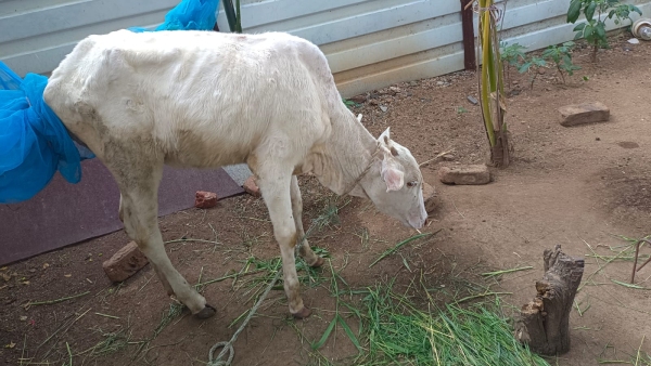 Cattle skin disease in Raichur: increase in death toll!