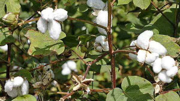 Interim Crop Insurance Funds Have Been Sanctioned for Jowar-Cotton and Including Other Crops Interim Crop Insurance Funds Have Been Sanctioned for Jowar-Cotton and Including Other Crops