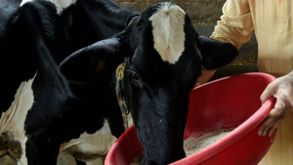 deepavali-go-pooja-at-temple
