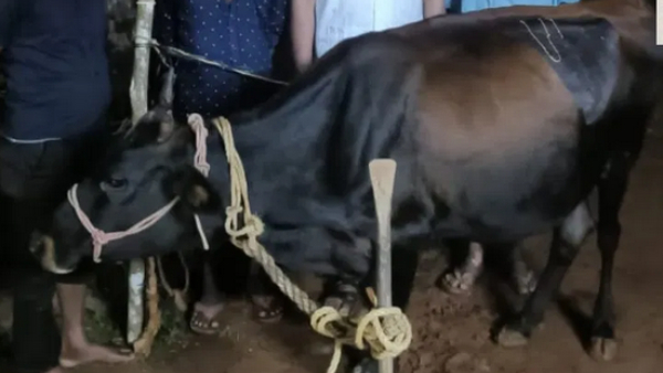 cow-swallowed-gold-chain-during-go-pooja-at-shivamogga