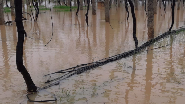 Toor Dal Crop Loss Proposal For 25 Percent Interim Compensation 