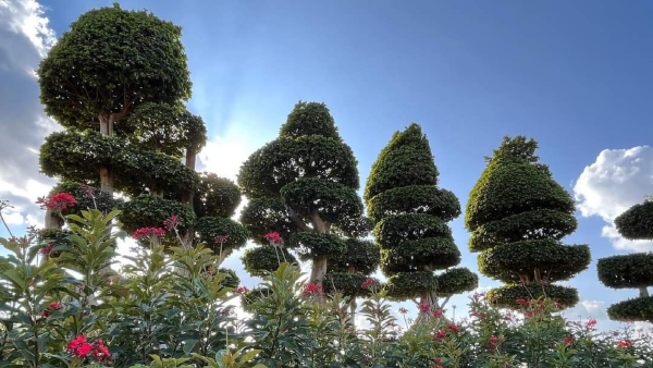 Flower Show At Davangere Glasshouse From Today