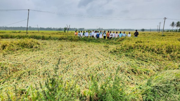 Rain Effect: Paddy Destroyed In The Field Due To Heavy Rain At Davangere