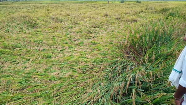 Rain Effect: Paddy Destroyed In The Field Due To Heavy Rain At Davangere